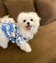 Amazing maltese puppies for sale AKC vet check