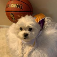 Amazing maltese puppies for sale AKC vet check