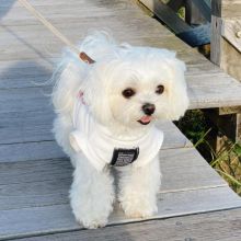 Amazing maltese puppies for sale AKC vet check