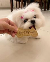 Amazing maltese puppies for sale AKC vet check