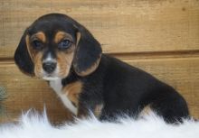 Beautiful Beagle Pups Available