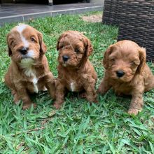 cavapoo puppies for adoption (alishaken896@gmail.com)