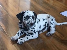 Dalmatian Puppies for Adoption