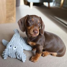 Healthy Well Trianed Dachshund puppies For Adoption
