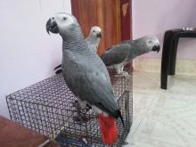 Lovely African Grey Parrots for Adoption