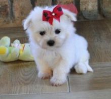 Maltese Puppies for adoption(cynthiamorgan1132@gmail.com)