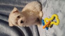 Maltipoo Puppies for Adoption