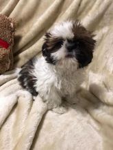 Shih Tzu Puppies - Updated On All Shots Available For Rehoming