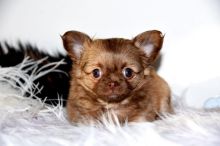 Stuning Chihuahua puppies