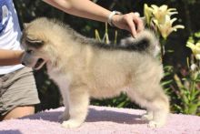 Stunning Alaskan Malamute Puppies