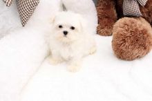 Super Adorable Maltese Puppies