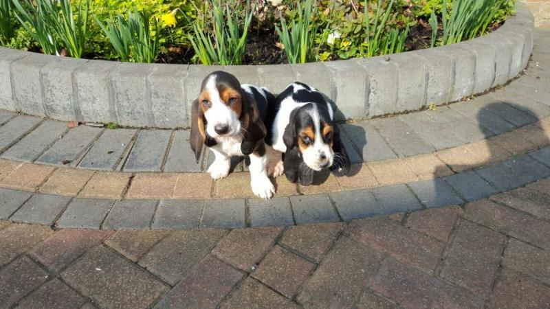 Amazing Male and female basset hound puppies for adoption Image eClassifieds4u