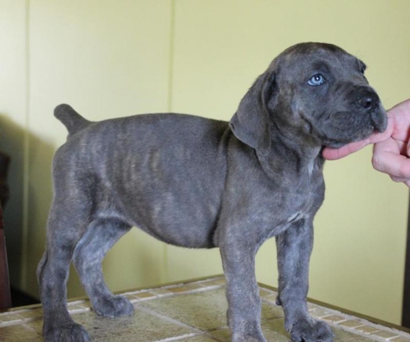 Awesome Cane Corso Puppies Image eClassifieds4u
