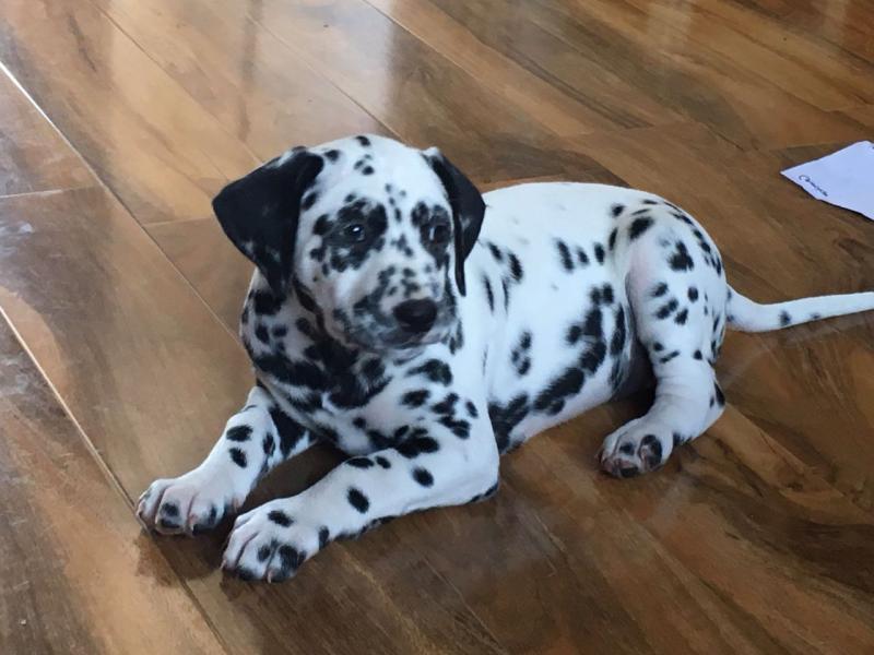 Dalmatian Puppies for Adoption Image eClassifieds4u