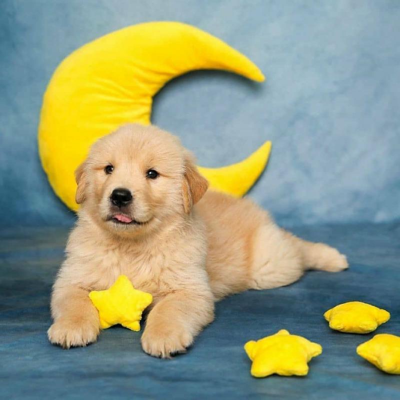 Golden Retriever puppies for adoption!!Email (stellajames1243@gmail.com) Image eClassifieds4u