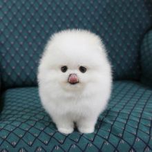 : HOME TRAINED POMERANIAN PUPPIES FOR ADOPTION ( rhinatarnja@gmail.com) Image eClassifieds4U