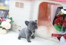 AKC quality French Bulldog Puppy for adoption!!! Image eClassifieds4U