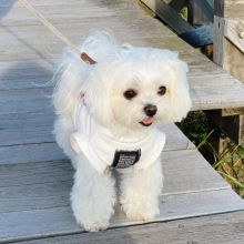 Amazing maltese puppies for sale AKC vet check Image eClassifieds4U