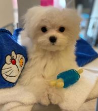 Amazing maltese puppies for sale AKC vet check Image eClassifieds4U