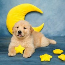 Golden Retriever puppies for adoption!!Email (stellajames1243@gmail.com) Image eClassifieds4U