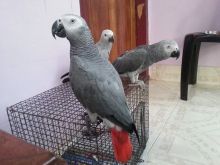 Lovely African Grey Parrots for Adoption Image eClassifieds4U
