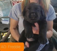 Puppies!! Image eClassifieds4u 1