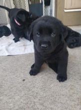 Puppies!! Image eClassifieds4u 2