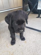 Puppies!! Image eClassifieds4u 3