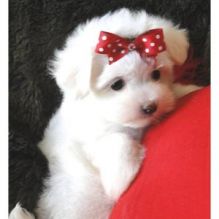 Super Adorable Maltese Puppies Image eClassifieds4u 2