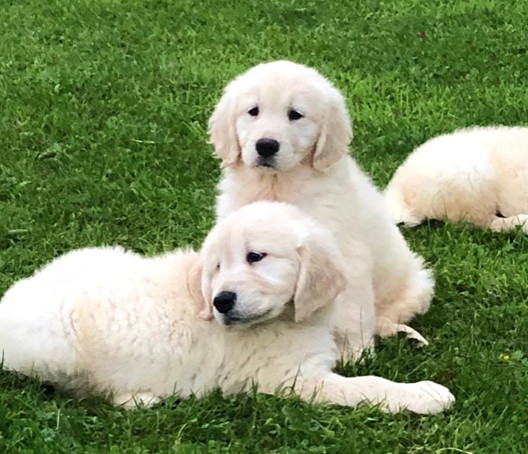 Offering: GOLDEN RETRIEVER PUPPIES ( rhinatarnja@gmail.com ) Image eClassifieds4u