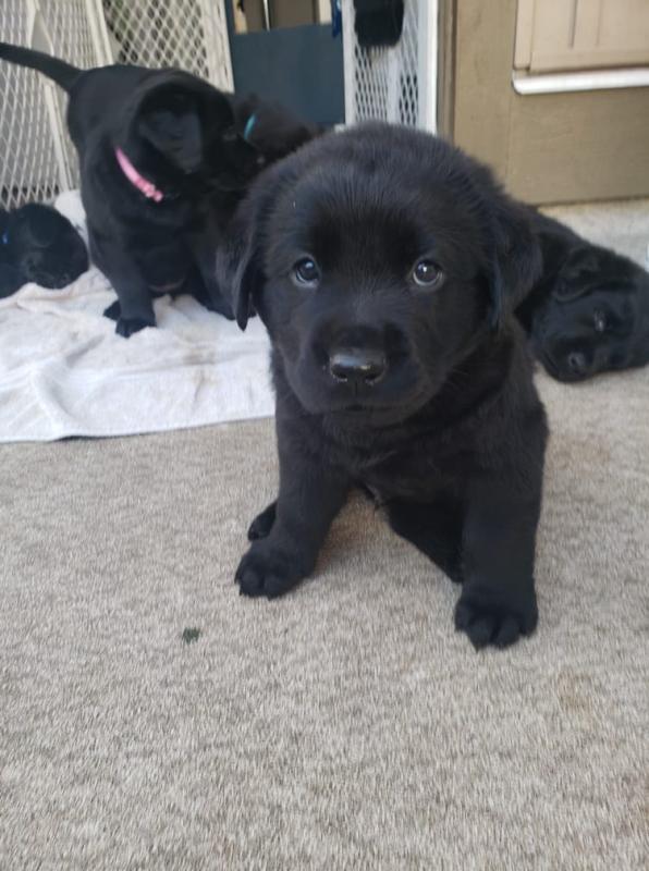 Puppies!! Image eClassifieds4u