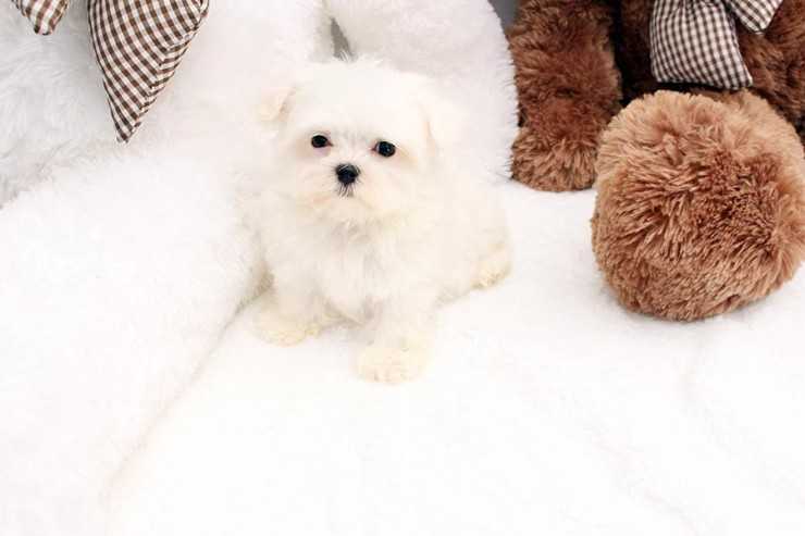 Super Adorable Maltese Puppies Image eClassifieds4u