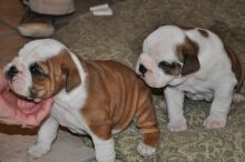 English Bulldog Puppies Available (716) 402 8078