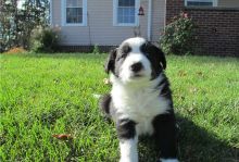 Adorable Border Collie pups (716) 402 8078