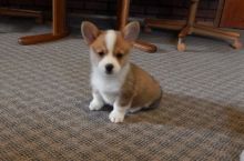 Well Trained Pembroke Welsh Corgi Puppies 716 402 8078