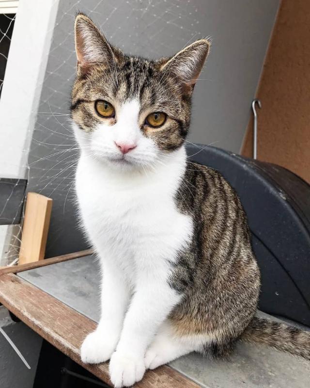 : ￼PLAYFUL MALE AND FEMALE BRITISH SHORTHAIR KITTENS.￼ Image eClassifieds4u