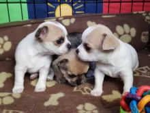 : CHIHUAHUA PUREBRED REGISTERED PUPPIES( GOOD SIZES)