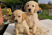 Sale : Lovely Golden Retriever puppies.