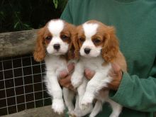 AFFECTIONATE C.K.C BLACK NOSE CAVALIER KING CHARLES SPANIEL PUPPIES