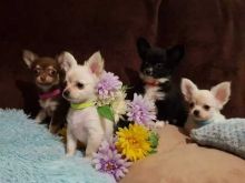 gdgjbv: Beautiful Chihuahua puppy for sale. cfd