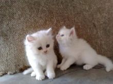 Gorgeous Persian kittens looking for their forever homes BGGHDSDD