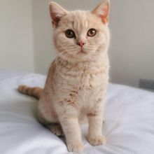 Lovely British Shorthair Kittens available for Sale.
