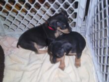 Registered Miniature Pinscher (716) 402 8078