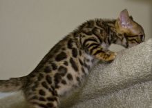 Sale : I have a beautiful Bengal Kittens