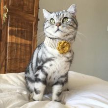 : ￼PLAYFUL MALE AND FEMALE BRITISH SHORTHAIR KITTENS.￼ Image eClassifieds4u 2