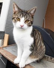 : ￼PLAYFUL MALE AND FEMALE BRITISH SHORTHAIR KITTENS.￼ Image eClassifieds4u 1