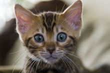 Bengal Kittens For Sale. Contact us via...{ schneiderbexy @ gmail. com } Image eClassifieds4u 2