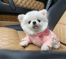 For Sale : Very Affectionate female Pomeranian puppy for adoption Image eClassifieds4U