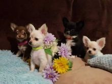 gdgjbv: Beautiful Chihuahua puppy for sale. cfd Image eClassifieds4u 1