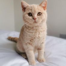 Lovely British Shorthair Kittens available for Sale. Image eClassifieds4u 1